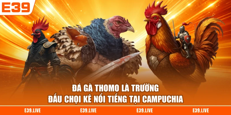 Đá gà Thomo là trường đấu chọi kê nổi tiếng tại Campuchia